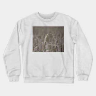 Ripened Barley Crewneck Sweatshirt